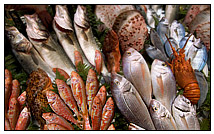 An assortment of fish and shellfish such as mussels, clams, and oysters that can be bought at The Other Brother Darryl’s retail store in Otis MA or delivered by their fleet of refrigerated trucks.