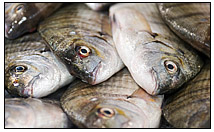 A stack of fresh fish waiting to be sold by The Other Brother Darryl’s retail store and wholesale deliveries of fish, seafood, shellfish in Western Massachusetts.
